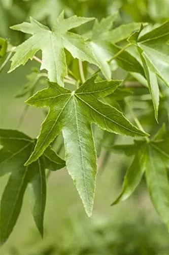 Liquidambar styraciflua - Amerikanischer Amberbaum mit leuchtend roter Herbstfärbung - Baumsamen & -pflanzen, ideal für Einzelstellung, pflegeleicht und winterhart bis -20 °C, verwandelt jeden Garten in ein Farbenspiel.