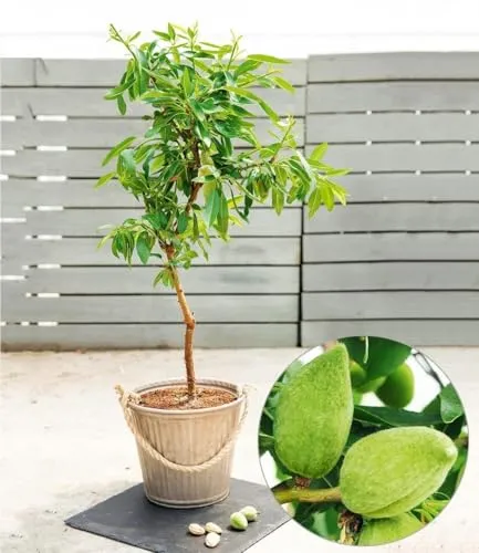 BALDUR Garten Süß-Mandel "Nut Me® Almond" - Winterharter Mandelbaum - Obstsamen & -pflanzen: Selbstfruchtender Mandelbaum mit essbaren Früchten, ideal für den Garten und pflegeleicht, blüht von März bis Mai.
