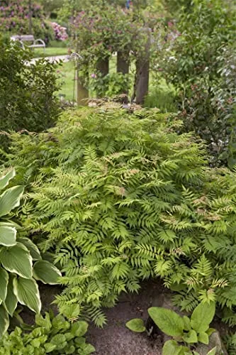 Sorbaria sorbifolia 'Sem' - Fiederspiere mit cremeweißen Blüten - Baumsamen & -pflanzen, pflegeleichte Zierpflanze mit gefiederten Blättern und winterharten Blütenrispen für gemischte Rabatten.