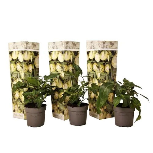 Plant in a Box - Solanum Muricatum 'Pepino gold' - Melonenbirne - 3er Set - Topf 9cm - Höhe 25-40cm