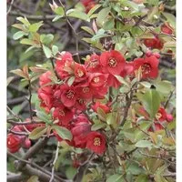 Hochstamm Zierquitte Friesdorfer Typ 205 80-100cm - Chaenomeles