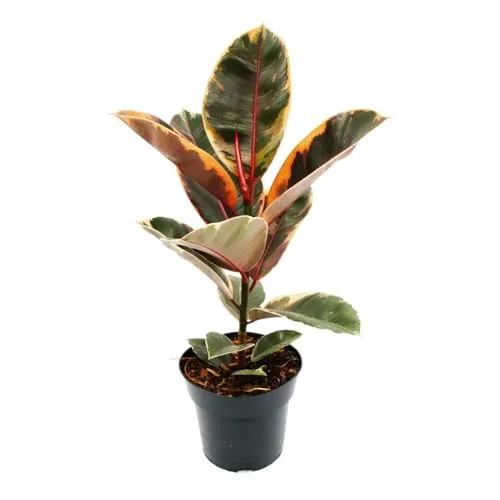 Rotbunter Gummibaum - Ficus elastica "Belize" - 17cm Topf