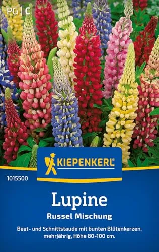 Kiepenkerl Lupinensamen Russel Mischung 1015500 - Mehrjährige Blumensamen mit einer Wuchshöhe von 80 bis 100cm und Inhalt für 20 Pflanzen - Saatgut