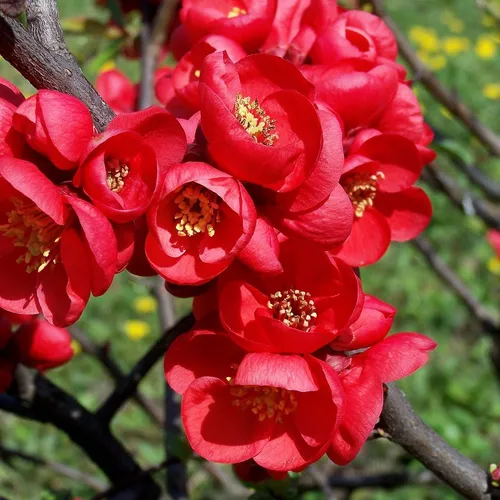 Japanische Zierquitte Fire Dance 2L - Niedriger Strauch mit feuerroten Blüten, ideal für den Garten. Die Früchte sind perfekt für Konfitüren und Kompotte. Wächst langsam und erreicht bis zu 1 Meter Höhe.