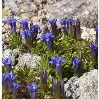 Sommerenzian - Gentiana septemfida