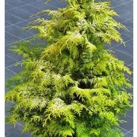 Zypresse Sunny Kiss 30-40cm - Chamaecyparis lawsoniana - Sträucher mit sonnigem bis halbschattigem Standort, ideal für jeden Gartenboden und eine aufregende neue Züchtung.