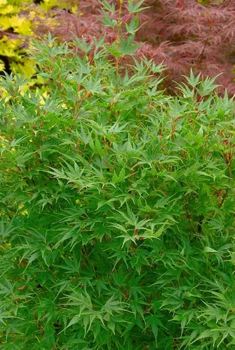 Acer palmatum 'Crippsii' - Japanischer Ahorn - Ziergehölz mit feingliedrigen, leuchtend gelben Blättern im Frühjahr und spektakulärer Herbstfärbung. Ideal für kleinere Gärten und pflegeleicht, zieht Insekten und Vögel an.