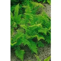 Athyrium Filix-femina Rotstiel Frauenfarn 30-40 cm