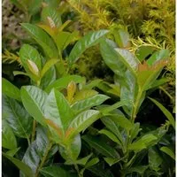 Kirschlorbeer Bonaparte 60-80cm - Prunus,aurocerasus