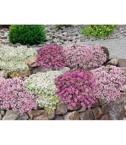 BALDUR-Garten Bodendecker-Set Thymian - 9 Winterharte Pflanzen - Blumen & Pflanzen, pflegeleicht und bienenfreundlich mit intensivem Duft, ideal für Sonne bis Halbschatten.