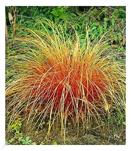 BALDUR Garten Carex 'Bronze Reflection' Segge winterharte Staude, 3 Pflanzen Ziergräser, Schmuckgras, mehrjährig, pflegeleicht, Wasserbedarf gering, Carex comans