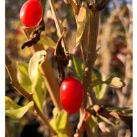 Goji Big Lifeberry 60 - 80 cm Lycium barbarum