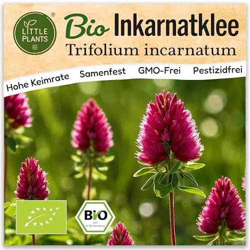 Little Plants BIO Inkarnatklee Samen Inkarnatkleesamen 1200 Blumensamen Samenfest für Blumengarten Blumen Samen für Balkon, Hochbeet und Garten