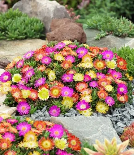 BALDUR Garten Winterharte Eisblumen Summer Mix - 3 Pflanzen - Blumensamen & -pflanzen, pflegeleichte, winterharte Staude mit geringem Wasserbedarf, ideal für Bienenfreundliche Gärten.
