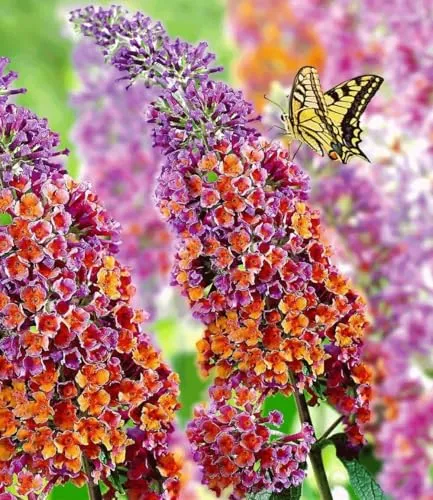 BALDUR Garten Buddleia Sommerflieder Flower Power, 9x9 cm-Topf - Winterharter Schmetterlingsflieder im praktischen 9x9 cm-Topf. Ideal für sonnige bis halbschattige Standorte, blüht von Juli bis Oktober und zieht Schmetterlinge an.