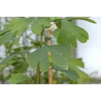 Ginkgo biloba Princeton Sentry - Eleganter Fächerblattbaum mit goldgelber Herbstfärbung - Ziergehölz mit schlankem, säulenförmigem Wuchs, ideal für moderne Gärten. Pflegeleicht und robust, bietet er spektakuläre goldgelbe Blätter im Herbst.