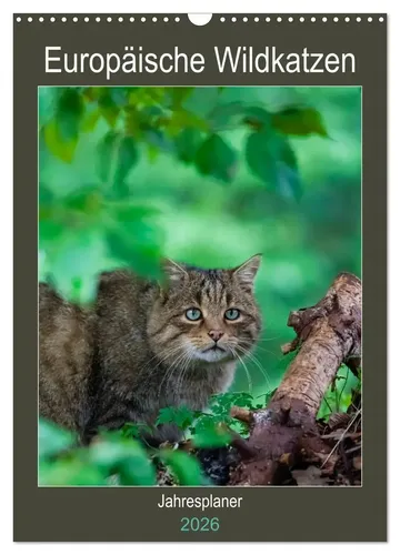 Janita Webeler | Europäische Wildkatzen - Jahresplaner (Wandkalender 2026 DIN...