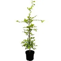 Carpinus betulus 60-100 cm 3 Liter Topf