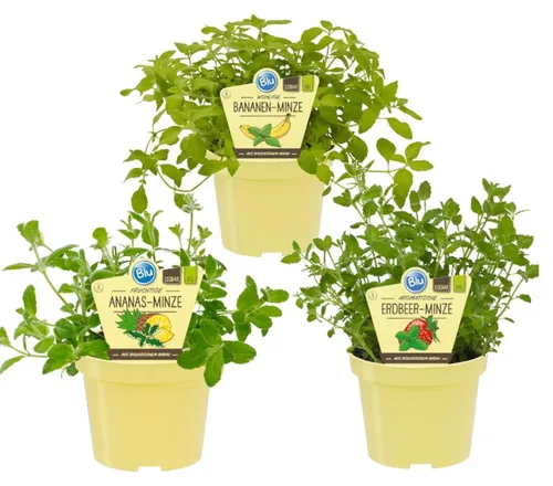 Fruchtige Minze-Sorten - Set mit 3 Pflanzen- Ananas - Erdbeer - Banane - 12cm Topf