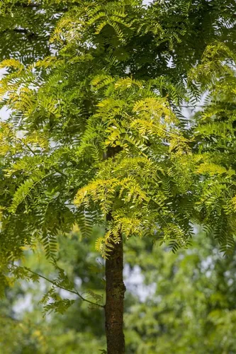 Gleditsia triacanthos 'Sunburst' - Gold-Gleditschie, 100-125 cm - Baumsamen & -pflanzen, leuchtend gelbes Laub, ideal als pflegeleichter Solitärbaum für Gärten und Parks. Winterhart bis -20 °C und perfekt für kalte Klimazonen.
