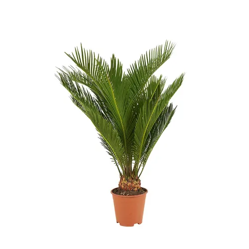 Bloomique Cycas Revoluta - Pflegeleichter Palmfarn 40-50 cm - Pflegeleichte Cycas Revoluta, 40-50 cm hoch, mit einzigartigen Blättern. Ideal für Innen- und Außenräume, bringt tropisches Flair und benötigt nur wenig Wasser.