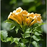 Gelbe Klettertrompete 40-60cm - Campsis radicans