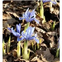 Winteriris Alida - Iris reticulata