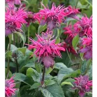 Indianernessel Pink Lace - Monarda didyma