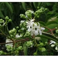Sieben Söhne des Himmels Strauch 125-150cm - Heptacodium miconioides