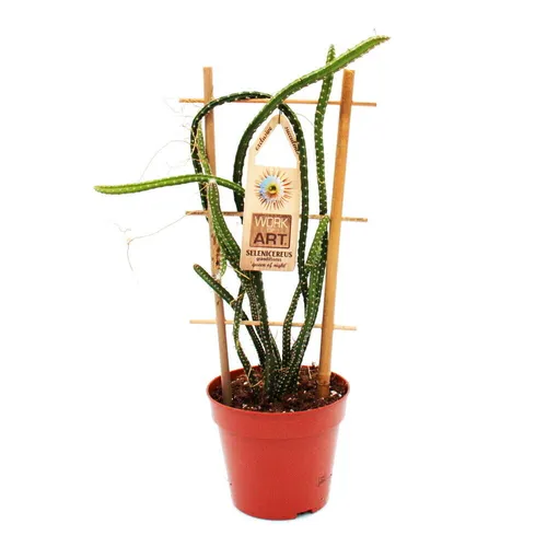 Königin der Nacht - Selenicereus grandiflorus - 12cm Topf - Kaktus & Sukkulente, beeindruckende Blüten in der Nacht, pflegeleicht und ideal für Pflanzenliebhaber.