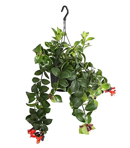 Dehner Schamblume Mona Lisa in Blumenampel - Attraktive Zimmerpflanze (Aeschynanthus radicans) mit 40-45 cm Wuchshöhe, ideal für helle Standorte. Mäßiger Wasserbedarf und abwechslungsreicher Wuchs für ein grünes Ambiente.
