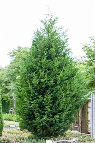 Cupressocyparis leylandii 40–60 cm – Winterhart, Immergrün, Pflegeleicht – Leyland-Zypresse – Heckenpflanze für Garten & Sichtschutz