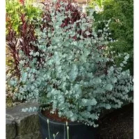 Winterharter Eukalyptus Azura 40-60cm - Eucalyptus gunnii - Gartenpflanzen von Hecken & Sträuchern, winterhart und ideal für den Garten, erreicht eine Wuchsgröße von bis zu 5 Metern und bringt frisches Grün.