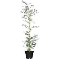 Eucalyptus Silver Dollar Eukalyptus Silberblau 60–80 cm