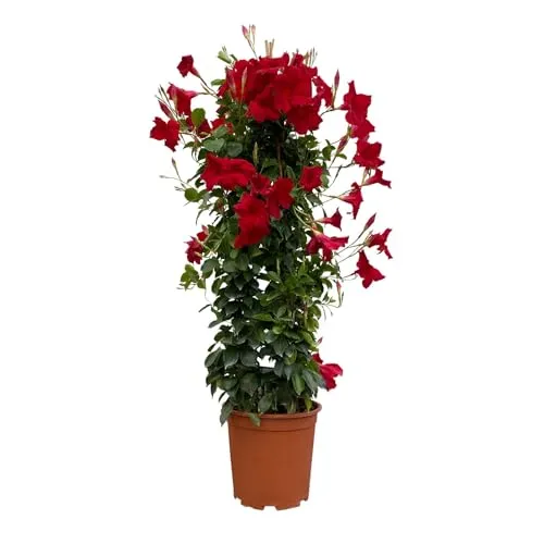 Dipladenie Pflanze, echte Dipladenia sanderi, Pyramide, rot, Topf-Ø 24 cm - Blumensamen & -pflanzen, dekorative, rankende Zierpflanze mit wunderschönen trichterförmigen Blüten, ideal für Garten, Terrasse oder Balkon.