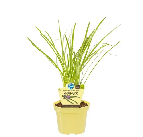 Exotenherz Gewürzkraut Knobi-Gras in Thulbaghia violacea Kräuterpflanze im 12cm Topf
