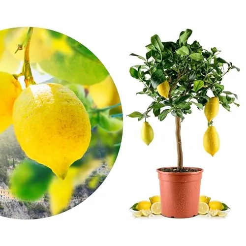 Meine Orangerie Amalfi Zitronenbaum Mezzo - echte Amalfi-Zitrone - Hochbeete - Fruchtreife Zitruspflanze mit aromatischen Früchten, ideal für Balkon und Terrasse. Inklusive Pflegebroschüre für optimale Ernte.