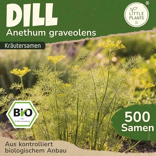 Little Plants BIO Dill Samen 500 Dill Kräutersamen für Kräutergarten Hochbeet Samenfest Kräuter Samen für Küche, Balkon und Garten Küchenkräuter