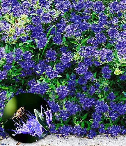 BALDUR Garten Zierstrauch Bartblume 'Blauer Spatz®' - Winterharter Zierstrauch für sonnige Standorte, reichblühend von August bis September, ideal für Gartenliebhaber.