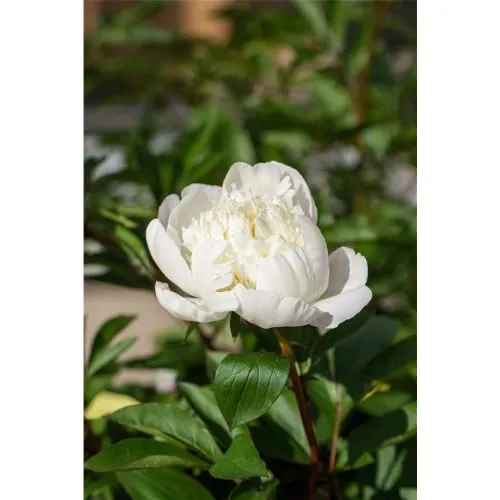 Paeonia officinalis 'Alba Plena' - Bauerngarten-Pfingstrose 'Alba Plena' - 11cm Topf