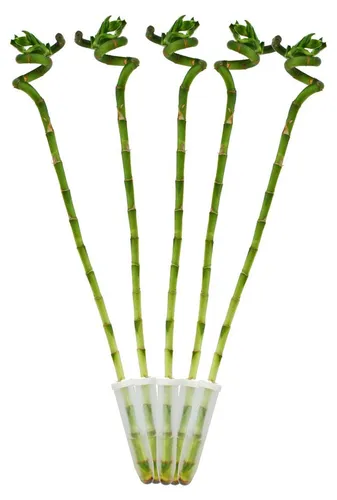 5er Set Glücksbambus 'Lucky Bamboo' spiralförmig im Röhrchen Dracaena Sanderiana ca. 40 cm hoch