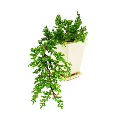 Bonsai – Juniperus – Kaskadenwacholder – 10 x 10 cm - Handgefertigter Kaskadenwacholder, einzigartig in Wuchsform und Gestaltung. Ideal für Gartenliebhaber, die etwas Besonderes suchen. Jeder Baum ist ein Unikat und bereichert Ihr Zuhause mit seinem exklusiven Erscheinungsbild.