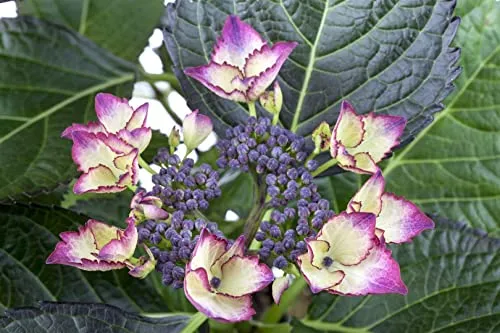 Hydrangea macrophylla 'Dark Angel' 30-40 cm - Hortensie, dunkelrote Blüten, Blütezeit Juni-September, ideal für Kübel, pflegeleicht und winterhart