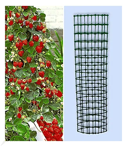 BALDUR Garten Kletter-Erdbeere 'Hummi®' mit Rankturm - Obstsamen & -pflanzen: Schnellwachsende, selbstfruchtende Klettererdbeeren mit extra langen Ranken, ideal für Beet & Kübel, ernten Sie bereits im ersten Jahr!