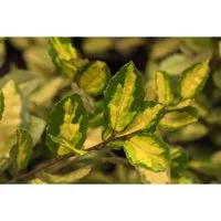 Elaeagnus pungens 'Maculata' - Silberbeere Zierstrauch - Ziergehölze mit auffallendem, goldgelben Laub und duftenden Blüten. Ideal als Sichtschutz oder in Kübeln für Terrasse und Balkon.