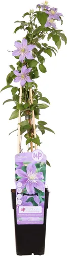 Waldrebe - Clematis Justa - Ø15cm - 65cm
