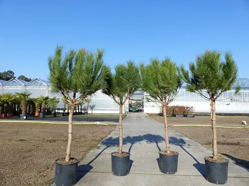 gruenwaren jakubik Pinus Pinea Mittelmeerkiefer 180 cm - Premium Mittelmeerkiefer, winterhart und ideal für Garten und Terrasse. Mit ca. 180 cm Höhe und 12-18 cm Stammumfang, sorgt sie für mediterranes Flair.