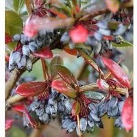 Großblättrige Berberitze 20-25cm - Berberis julianae