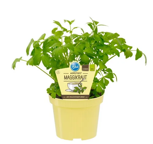 Exotenherz Gewürzkraut Maggikraut Liebstöckel Levisticum officinale Kräuterpflanze 12cm Topf