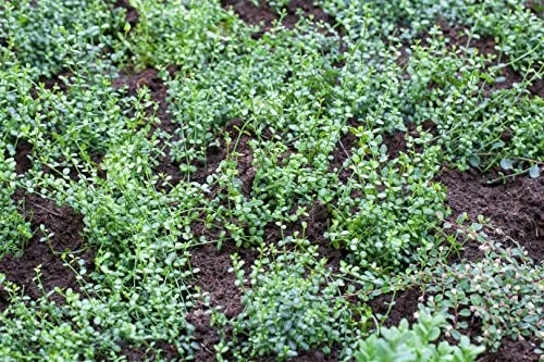 Euonymus fortunei 'Minimus' 15–20 cm – Immergrün, Winterhart, Pflegeleicht – Kriechspindel – Bodendecker für Garten & Beet